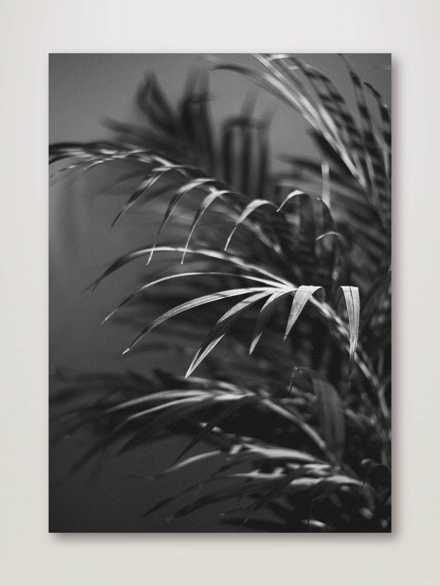 Black Plant