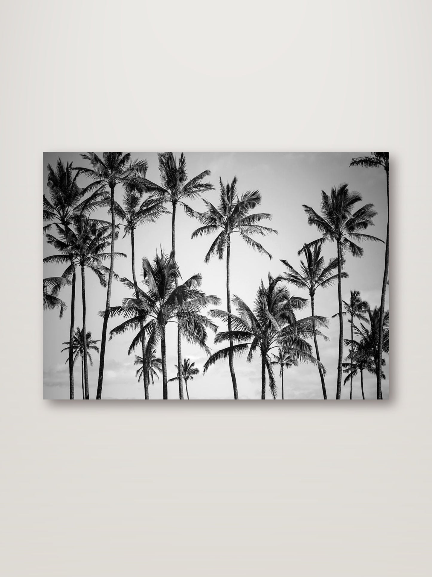 Palm Heaven
