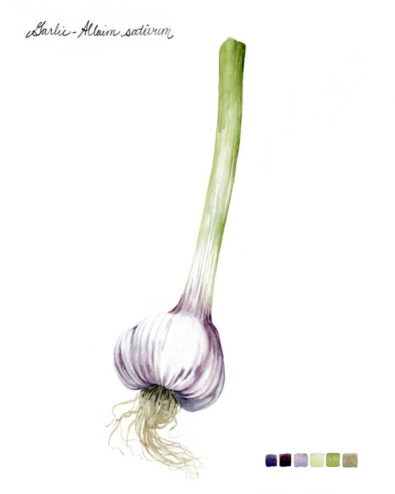 Root Vegetable I