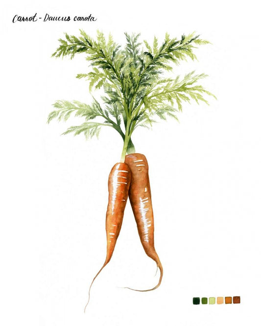 Root Vegetable III