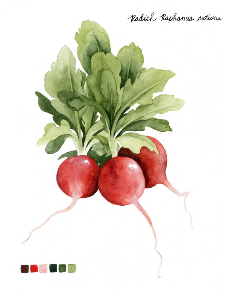 Root Vegetable IV