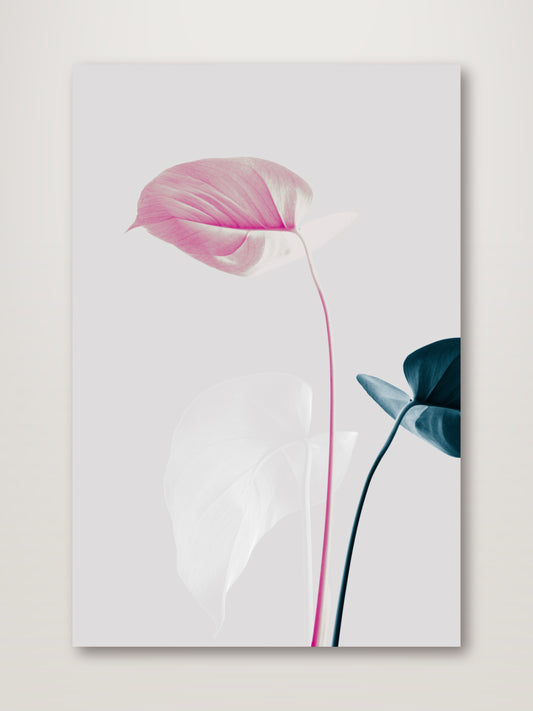 Monstera Creative 24