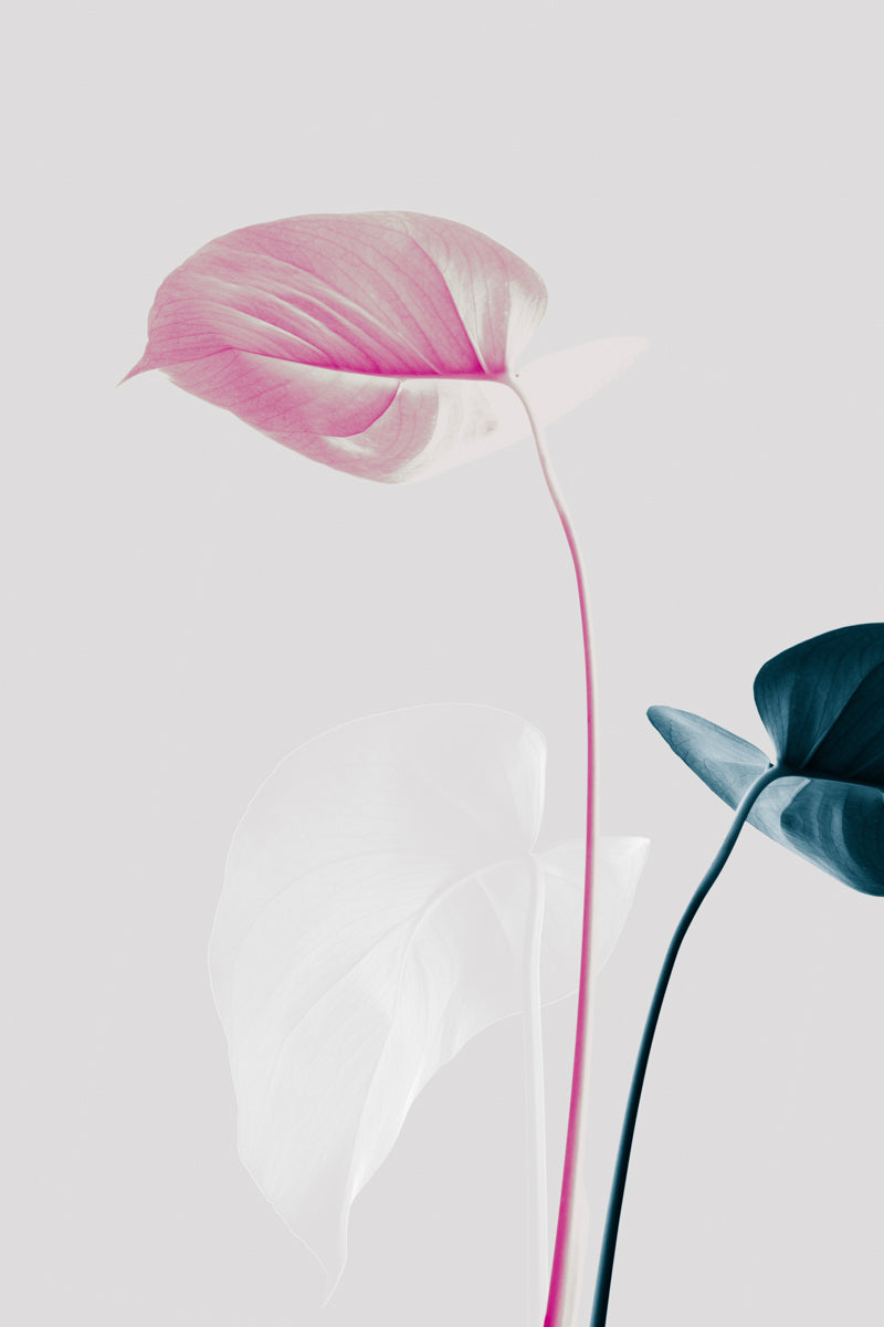 Monstera Creative 24