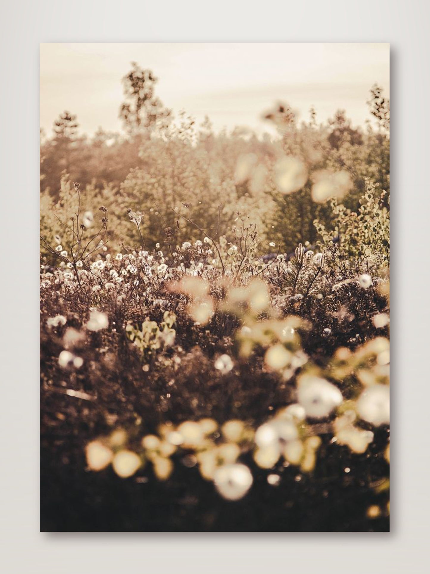 Golden Field