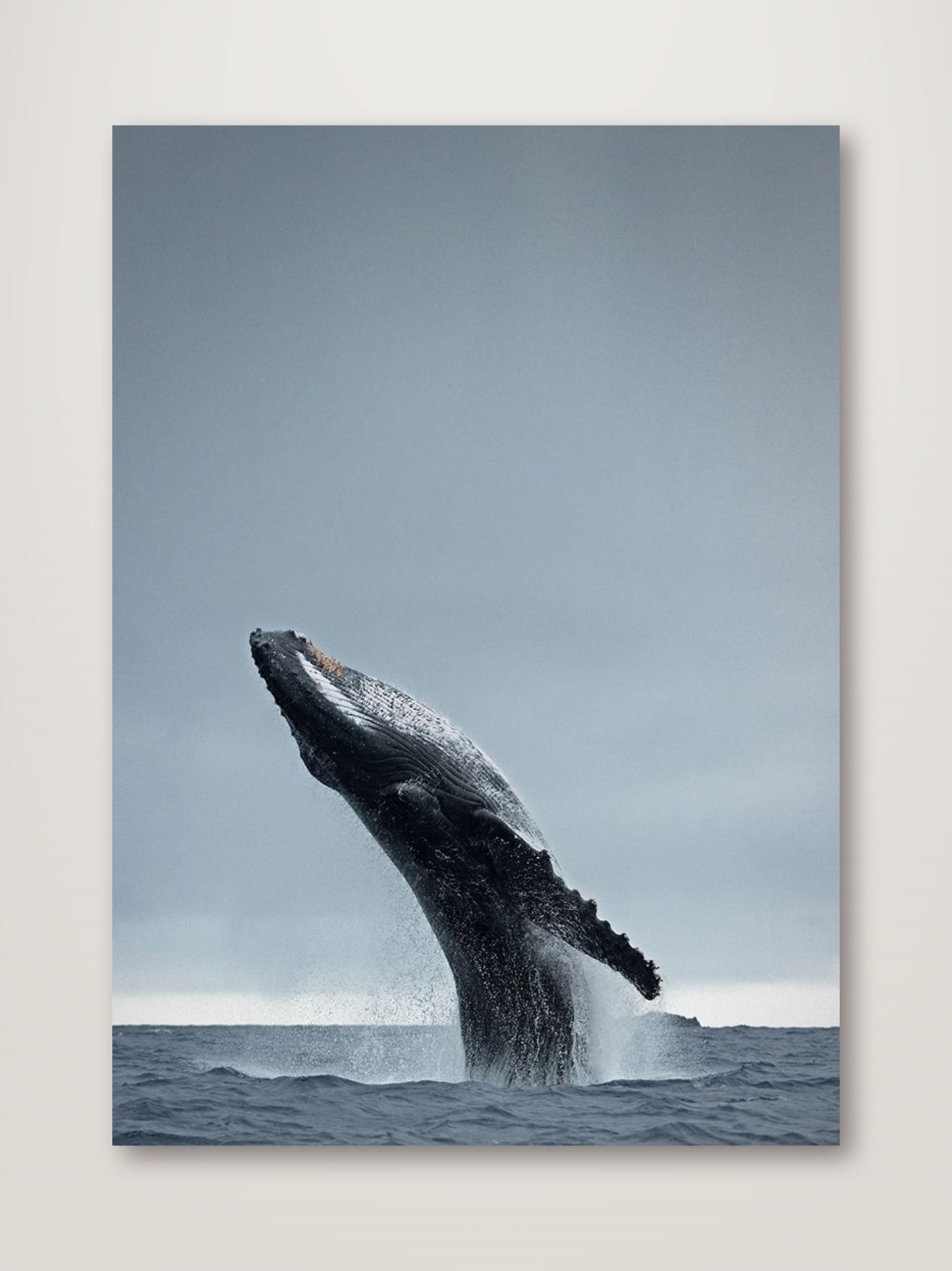 Whale