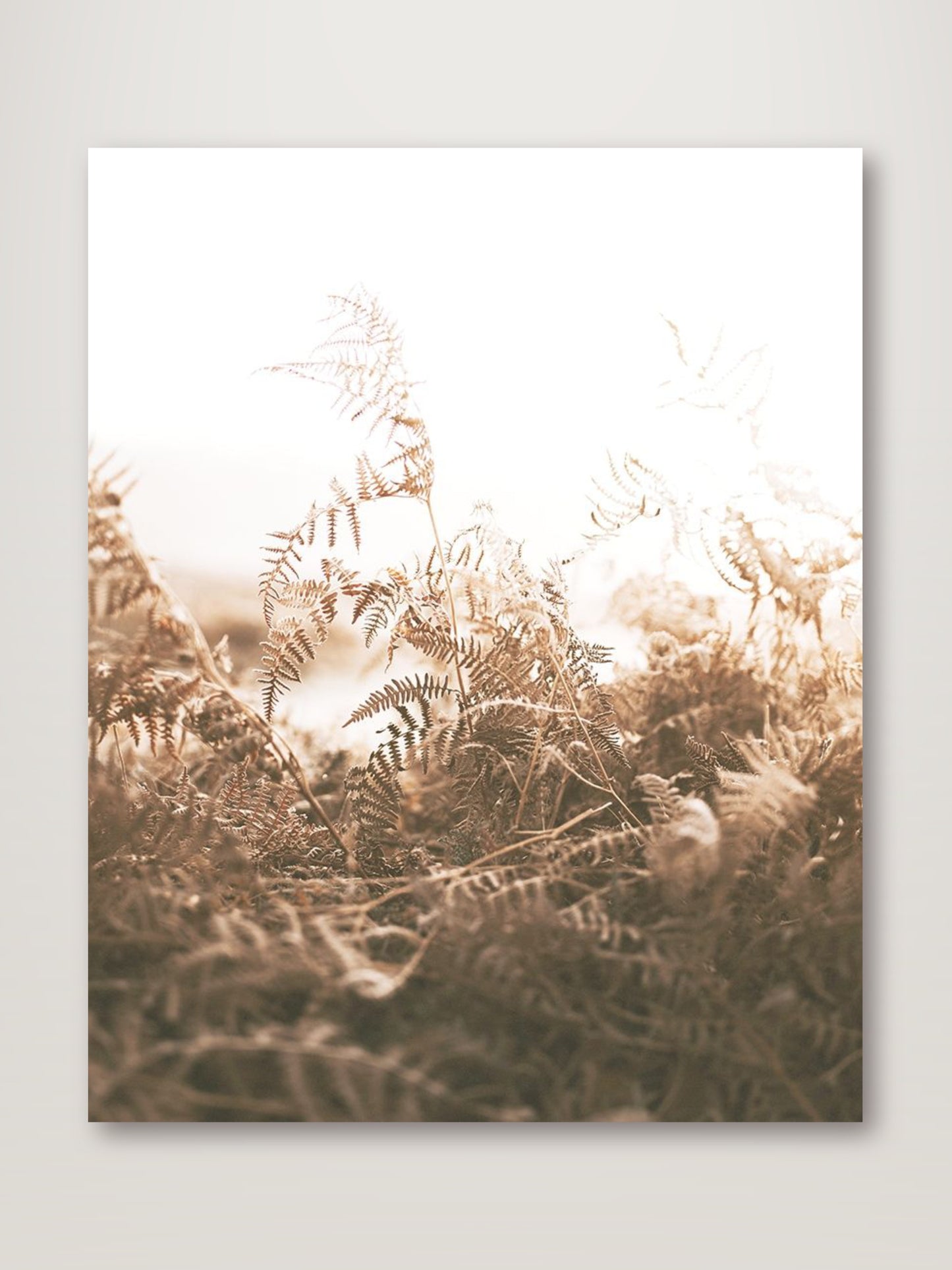 Faded Brown Ferns