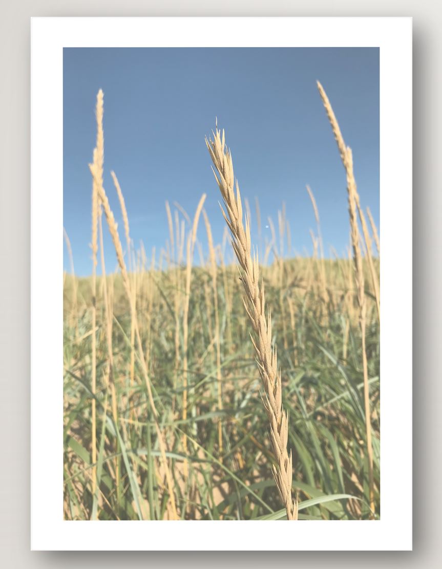 In the Reeds No.2