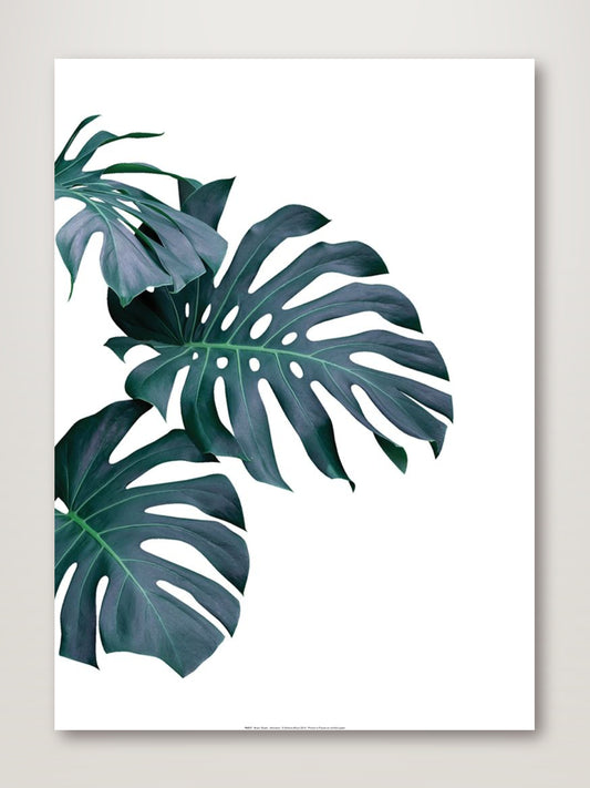 Monstera Plant