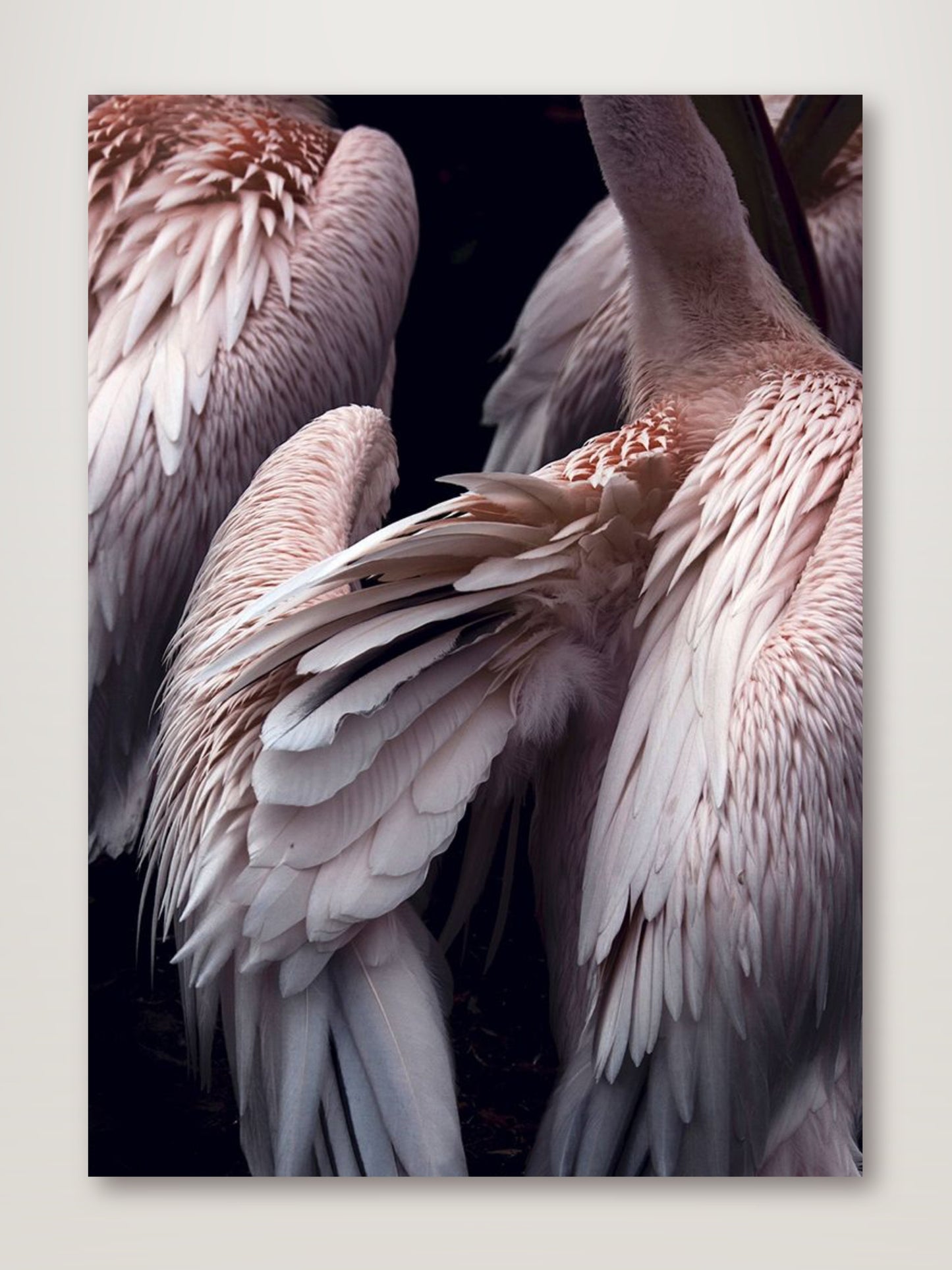 Flamboyance 1