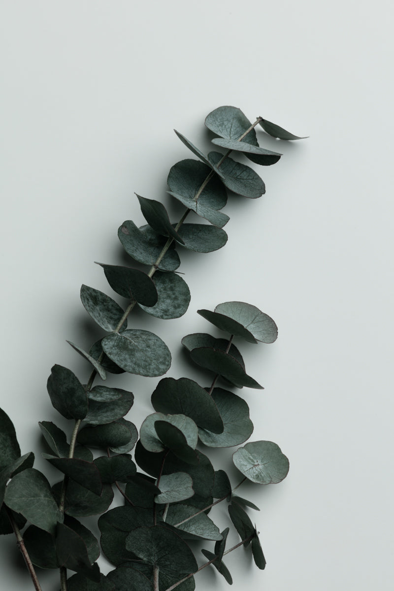 Eucalyptus Wall 01