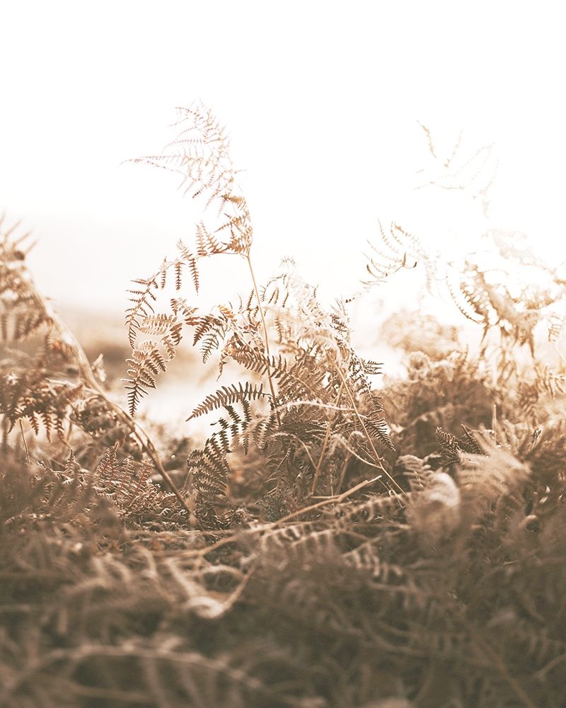 Faded Brown Ferns