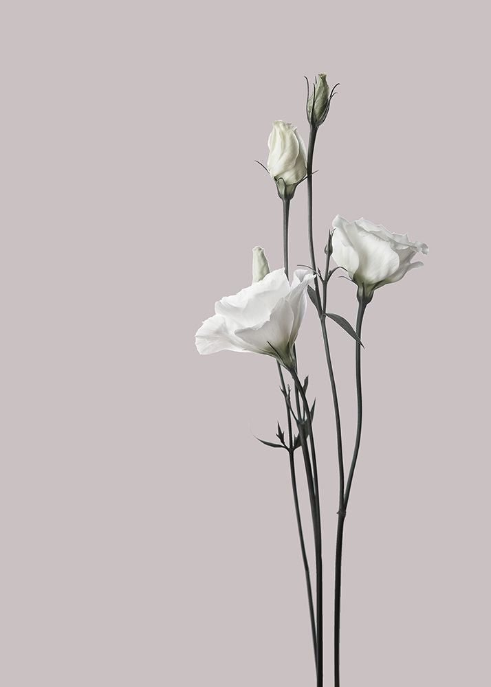 Flower 2