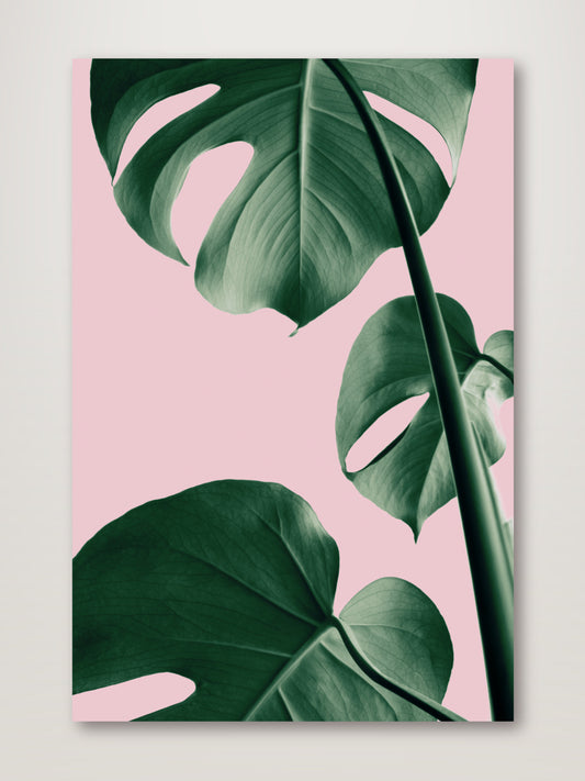 Monstera Pink No 06