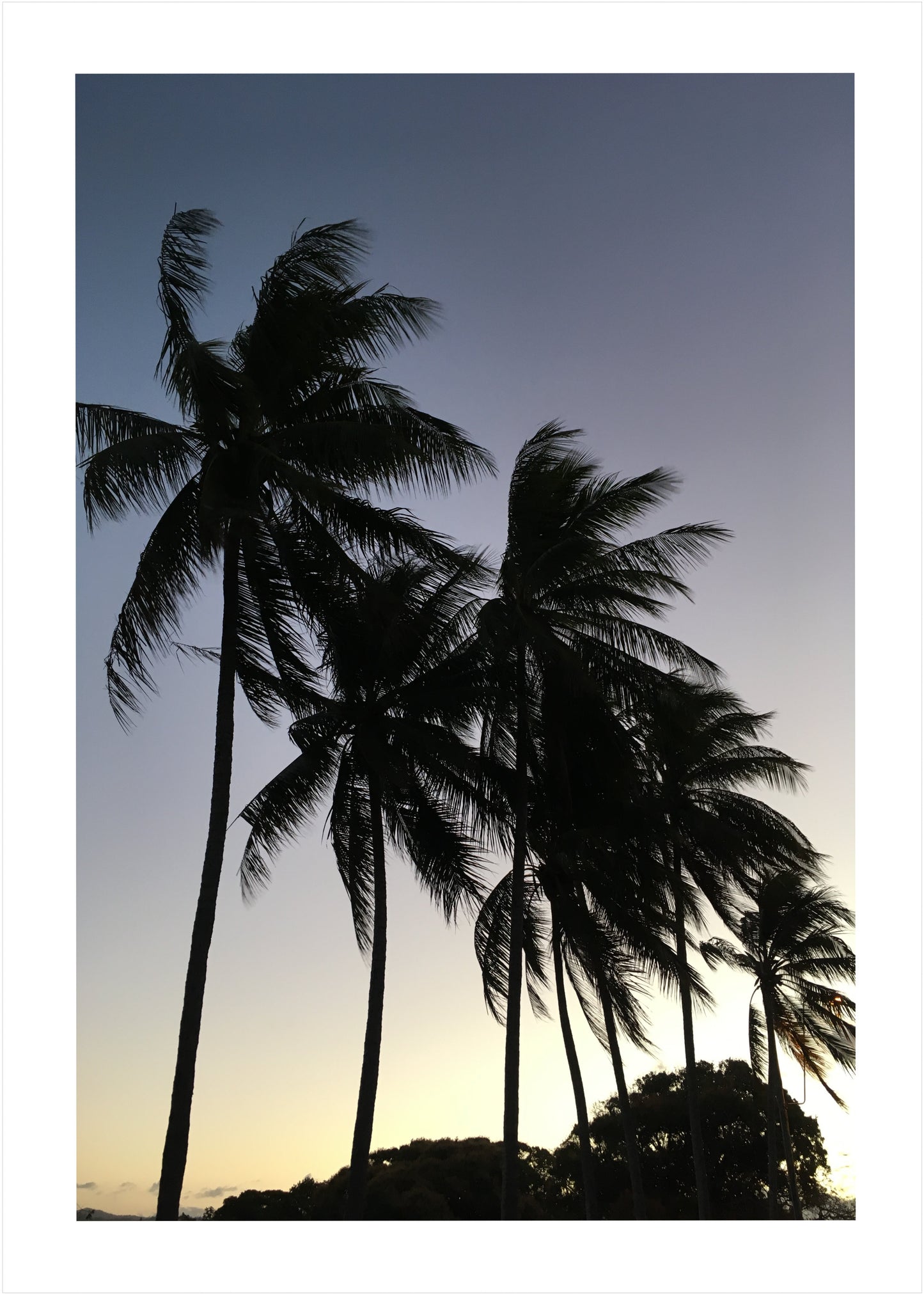 Palms