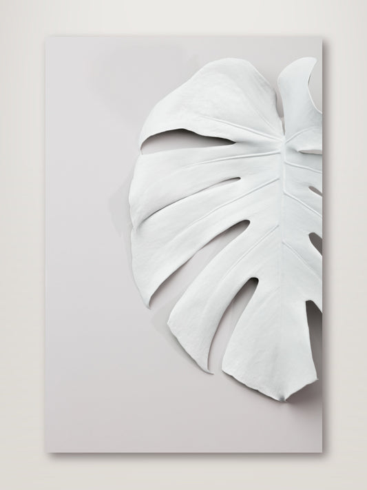 Monstera White 01