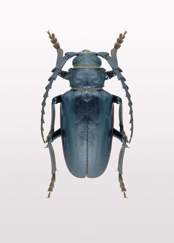 Beetle 3