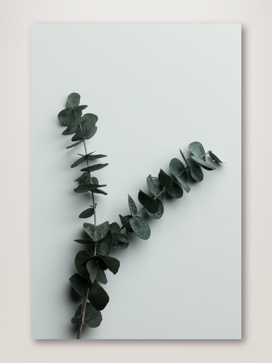 Eucalyptus Wall 02