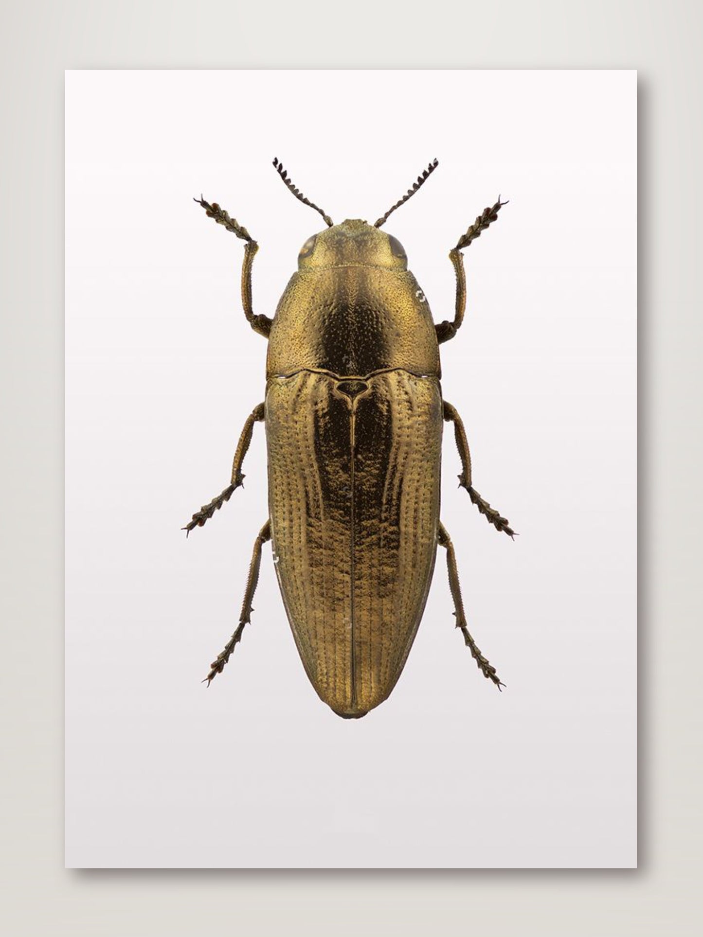 Beetle 4