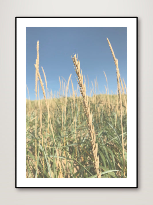 In the Reeds No.2