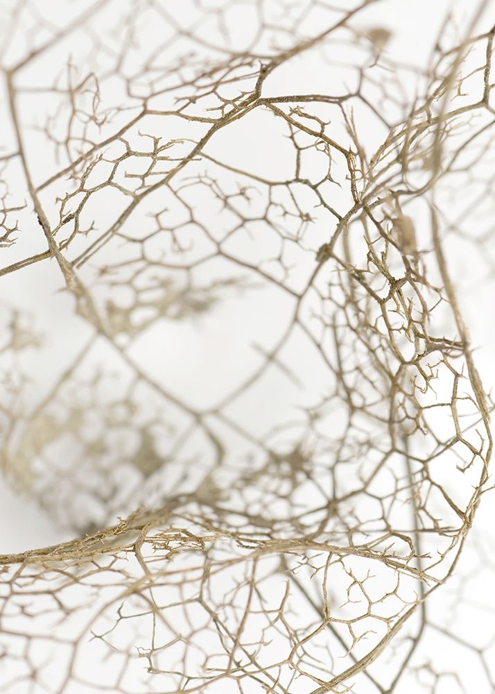 Leaf Skeleton