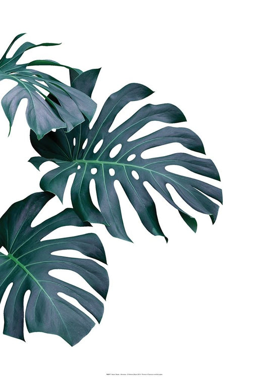 Monstera Plant