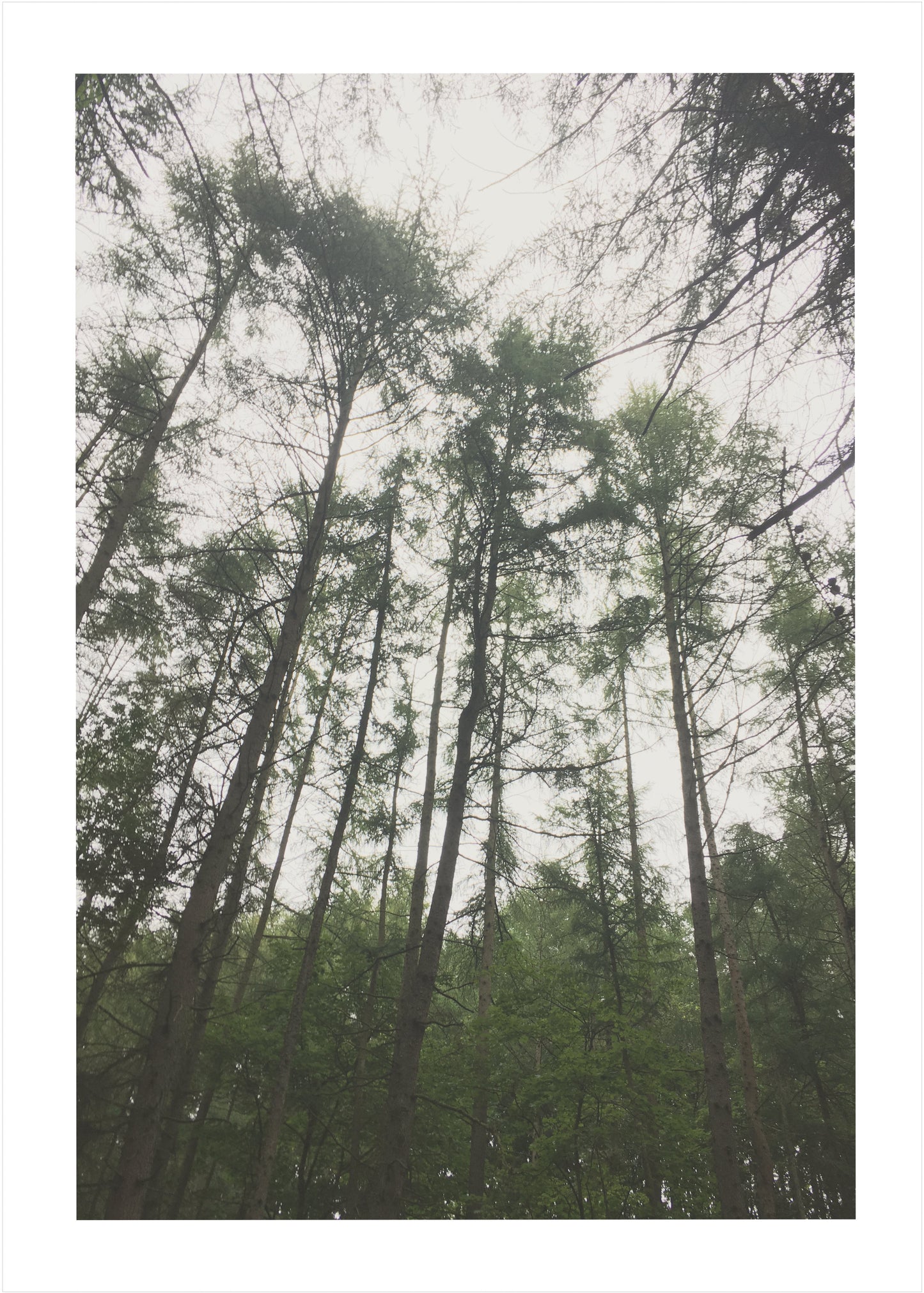 Forest View No.1