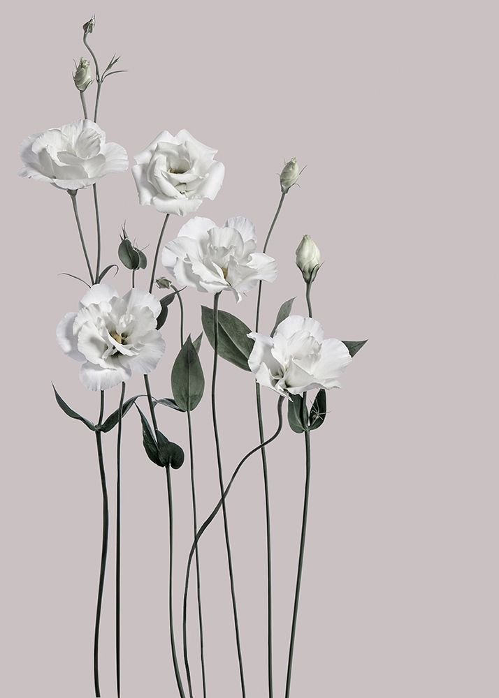 Flower 1