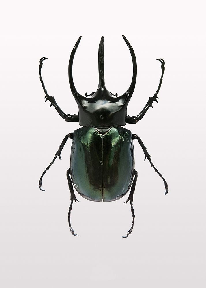 Beetle 2