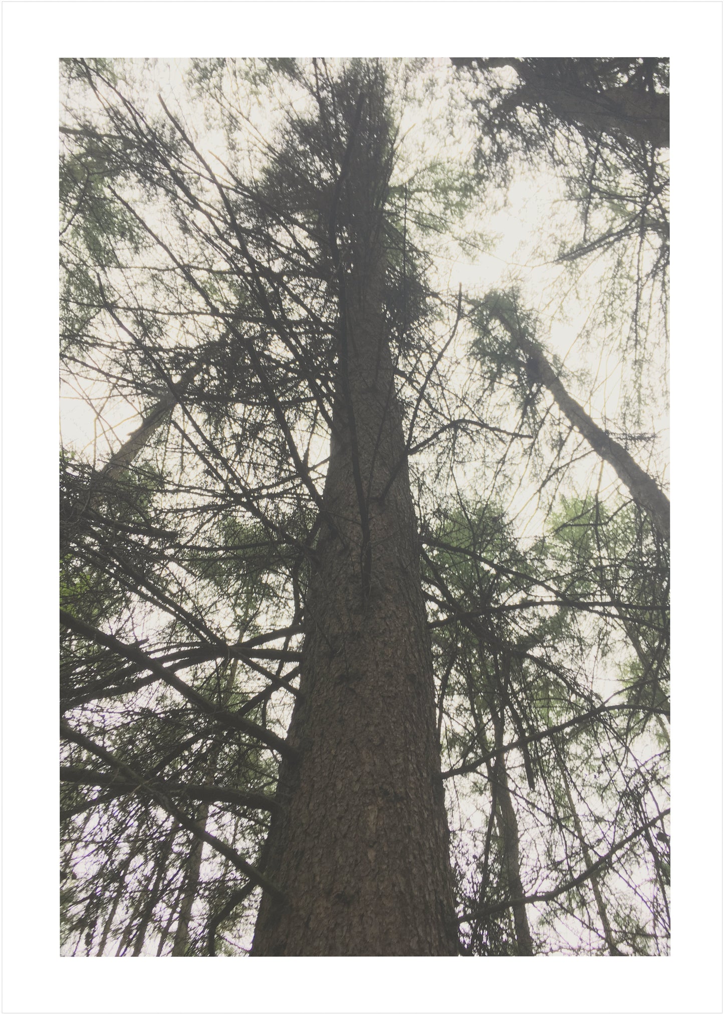 Forest View No.2