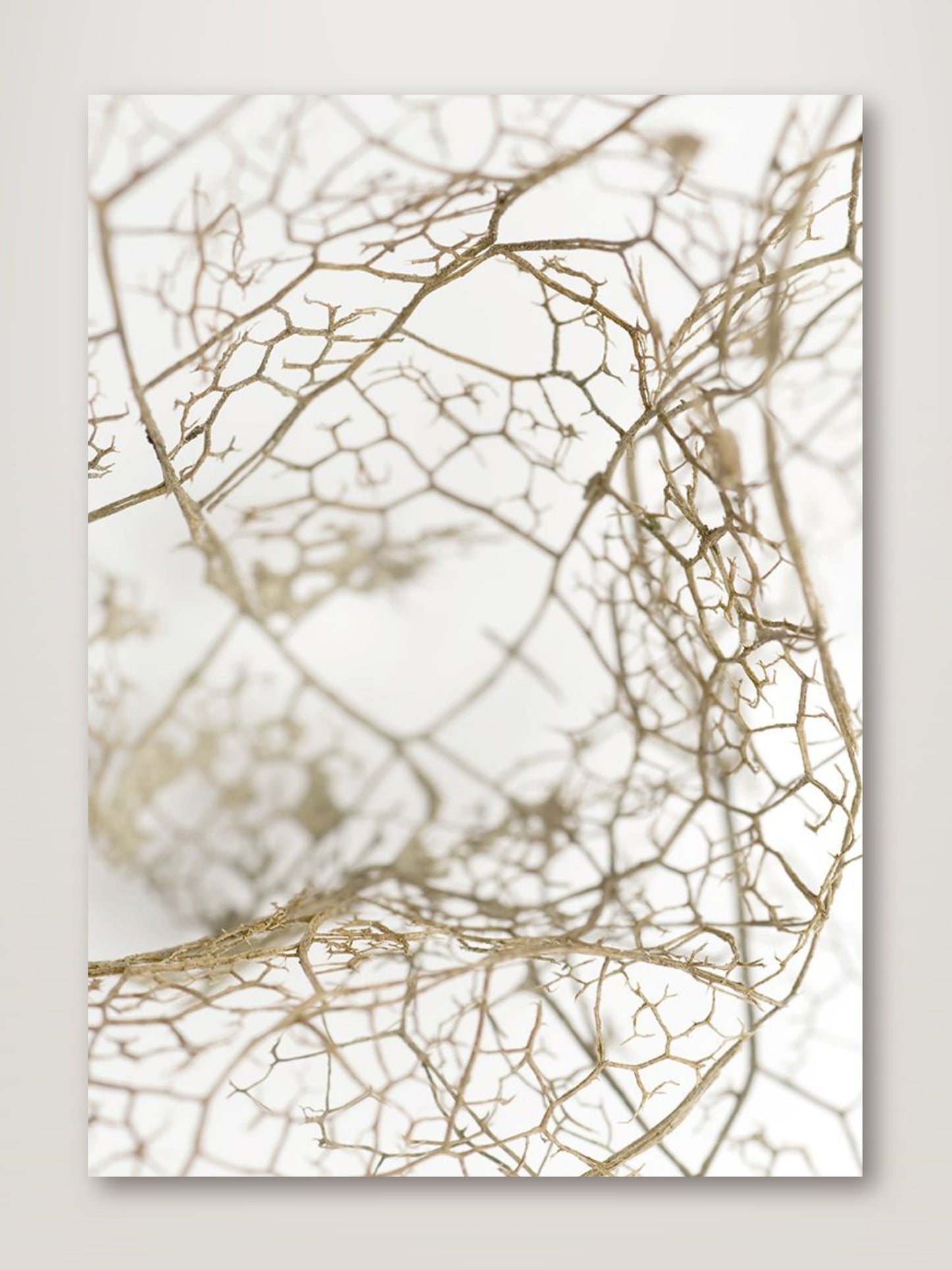 Leaf Skeleton