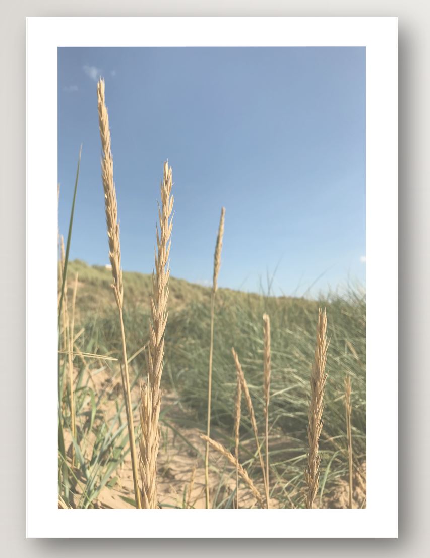 In the Reeds No.1