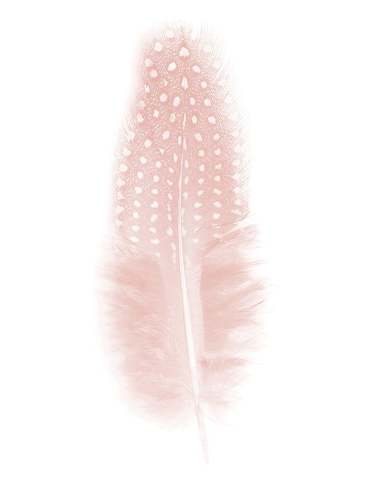 Quill Blush Poster