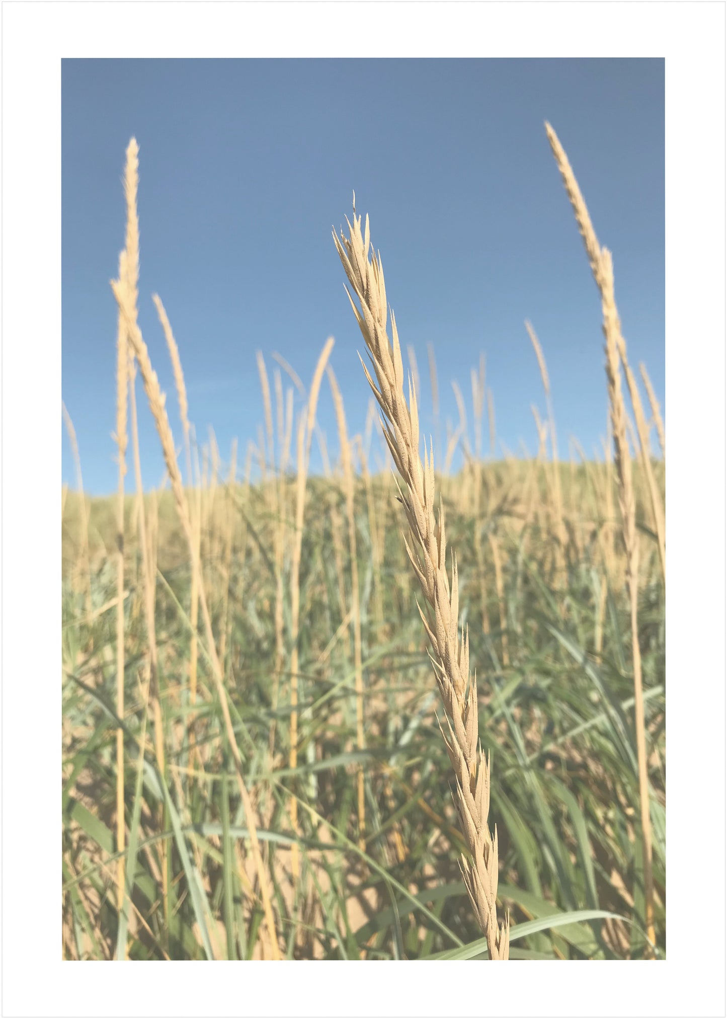 In the Reeds No.2