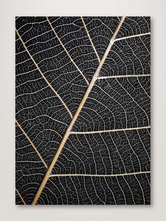 Leaf Veins