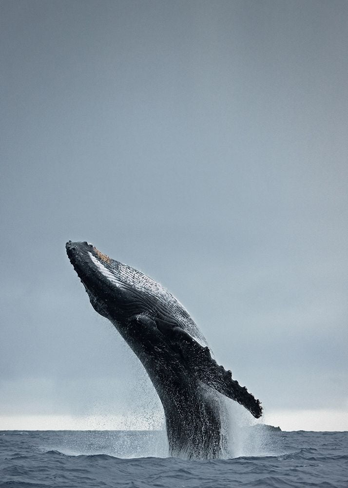 Whale