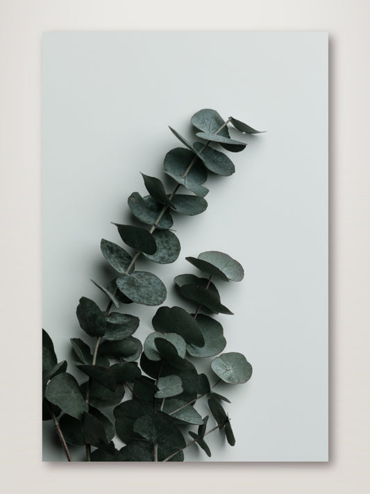 Eucalyptus Wall 01