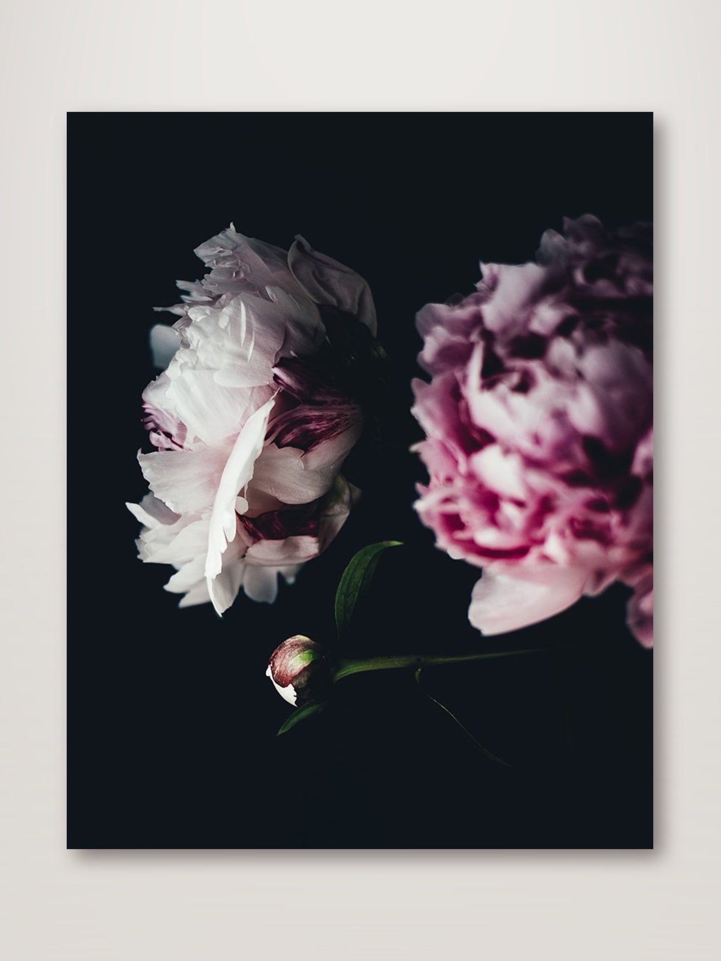 Close Up Peonies Moody