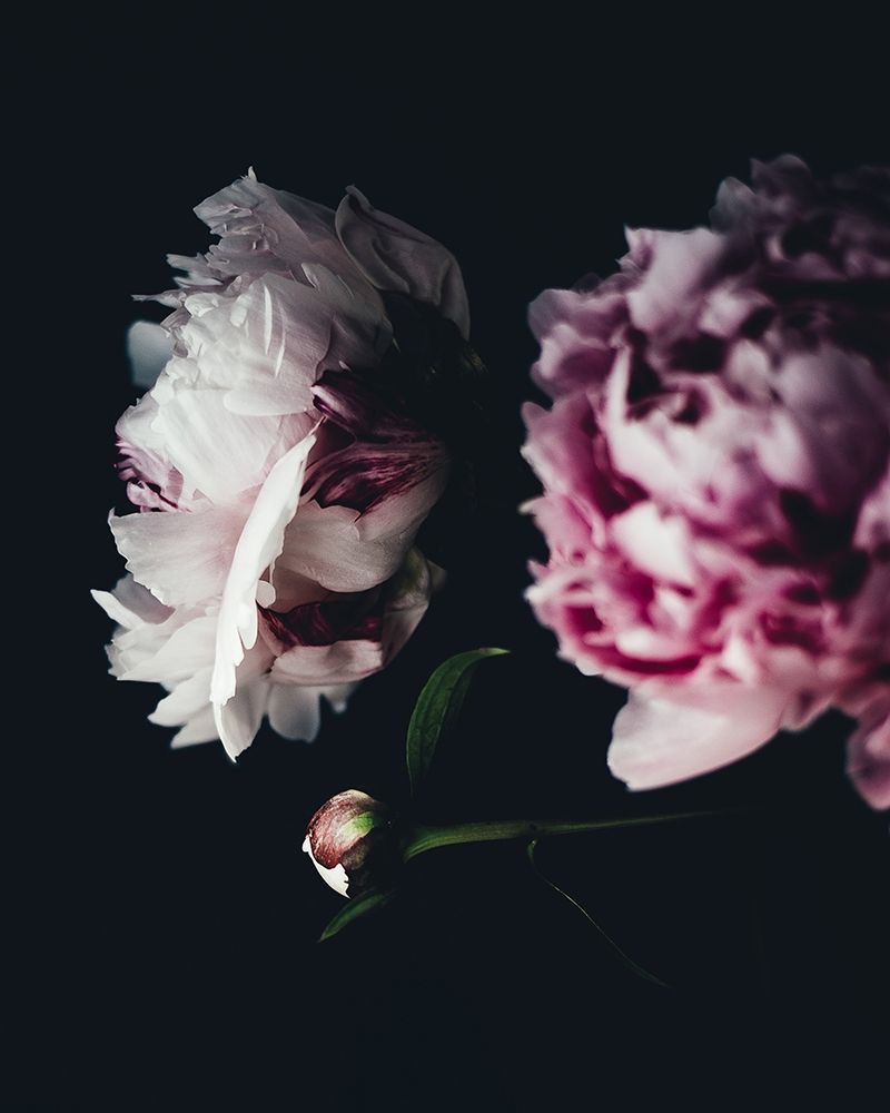 Close Up Peonies Moody