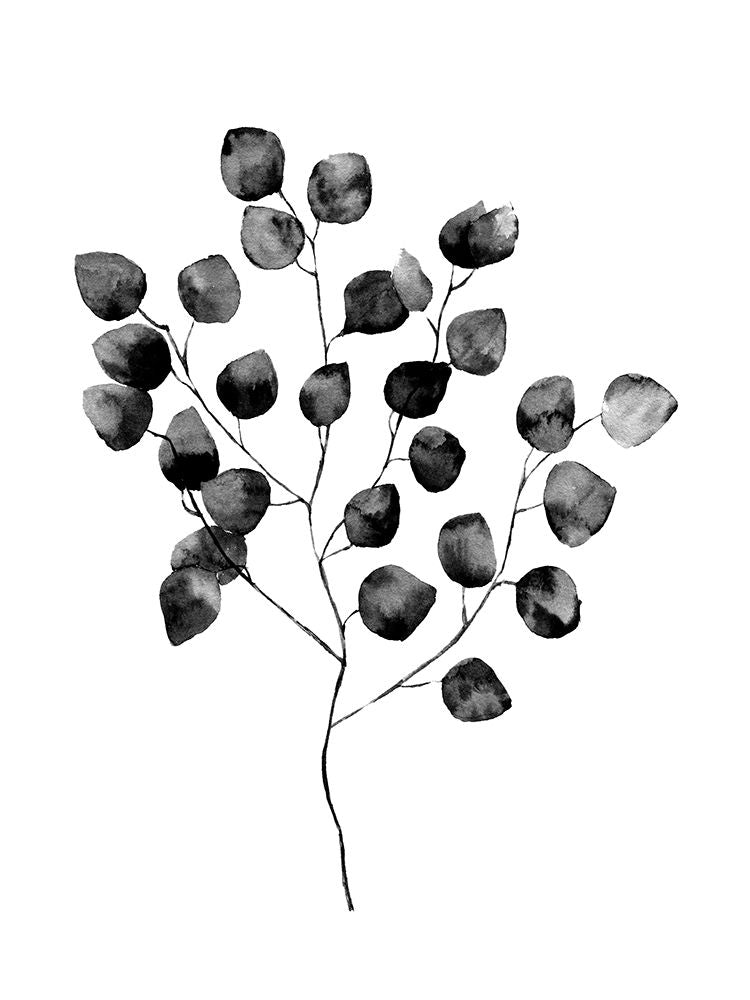 Silver Dollar Black