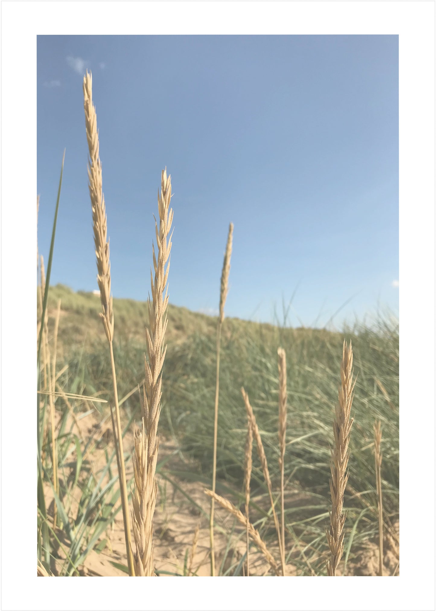In the Reeds No.1