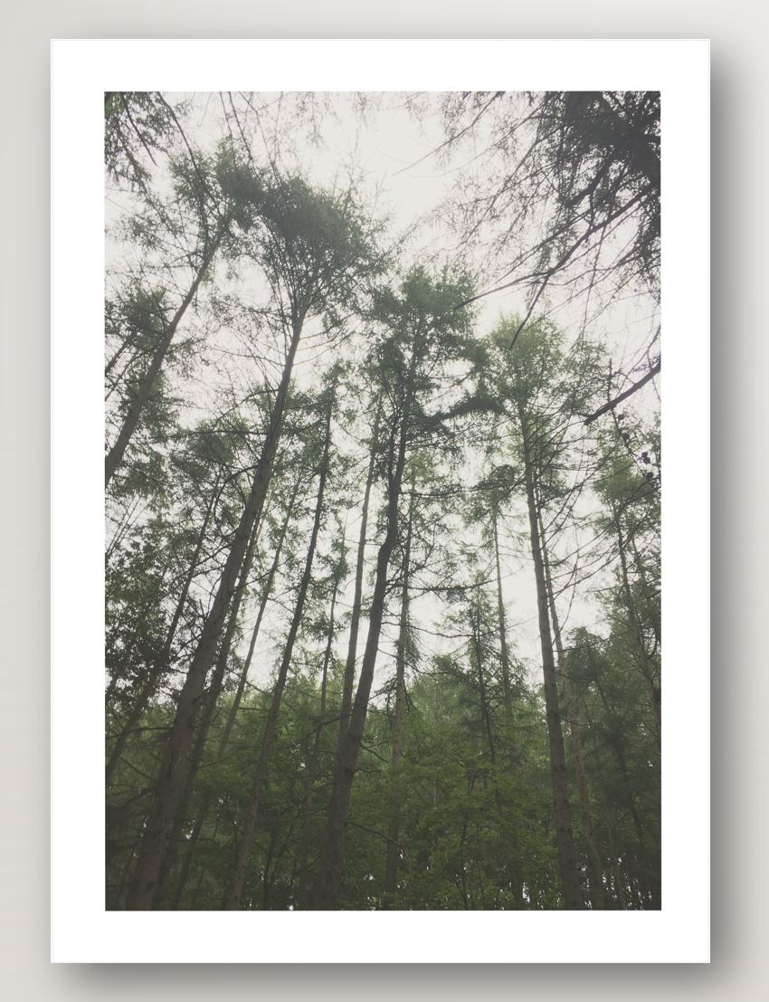 Forest View No.1