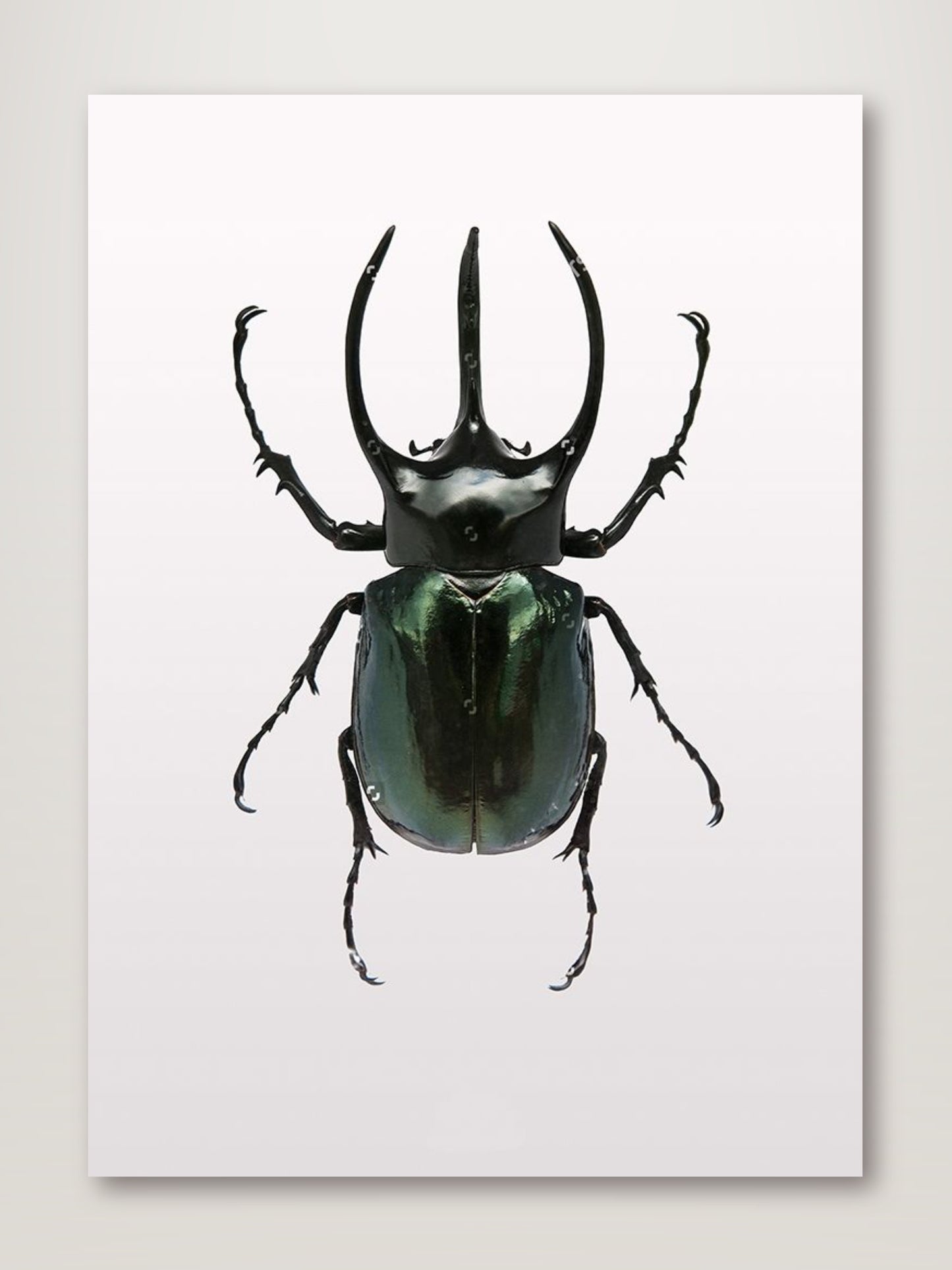 Beetle 2