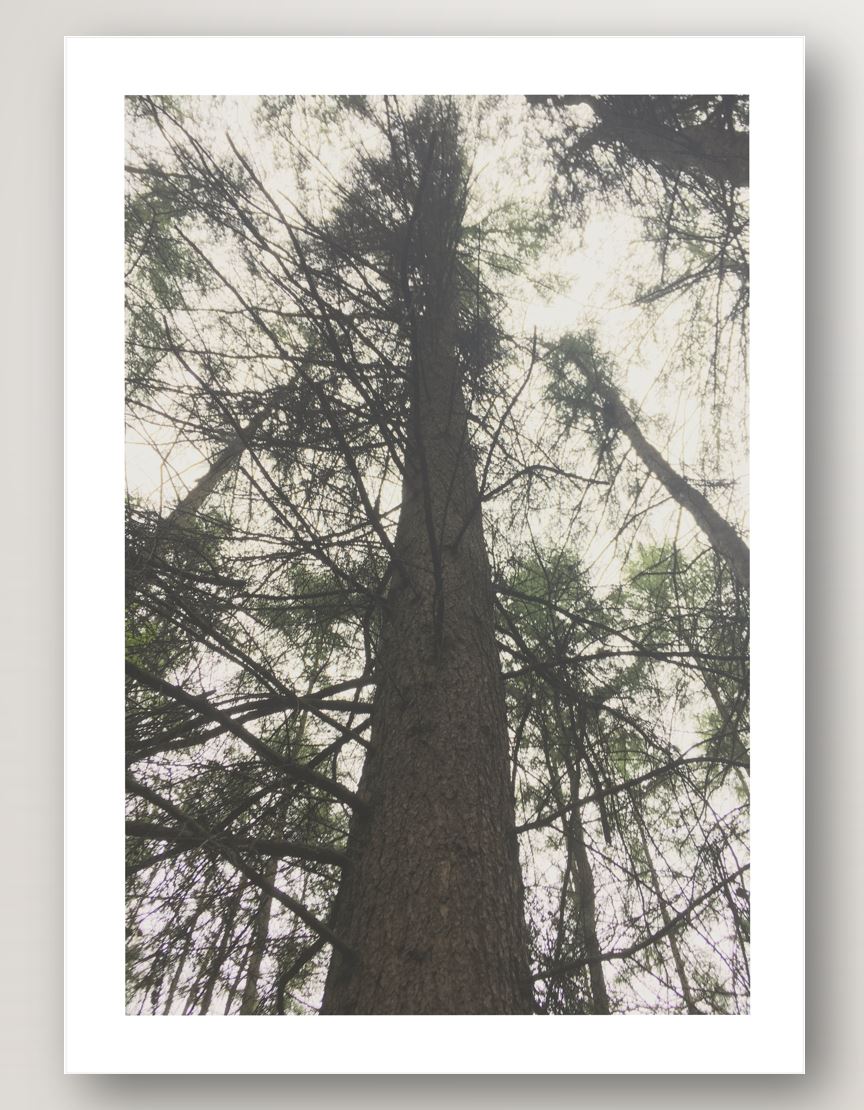 Forest View No.2