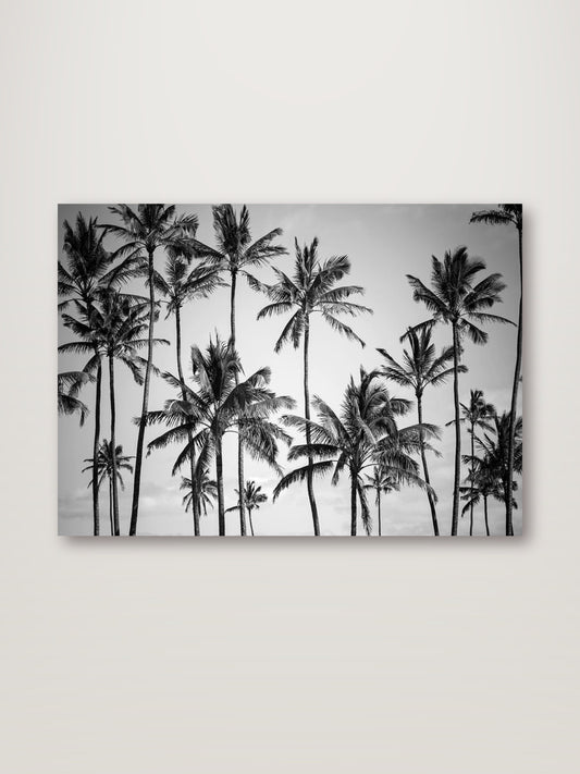 Palm Heaven