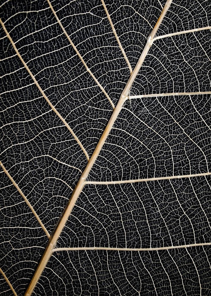 Leaf Veins