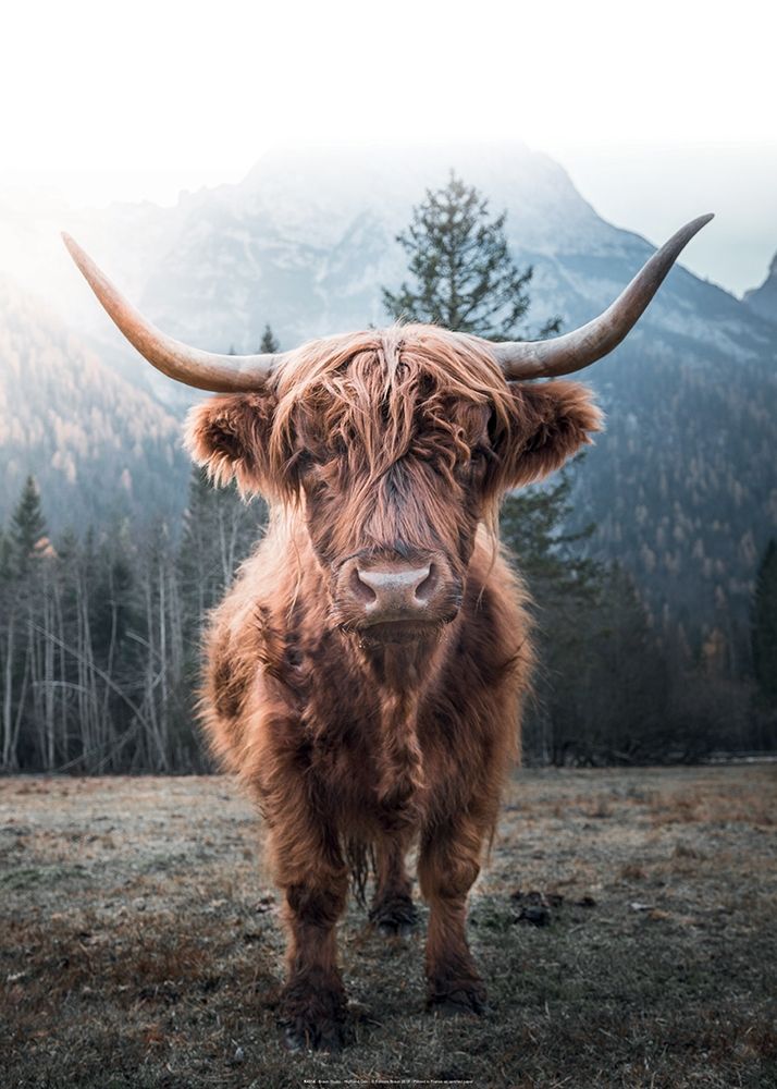 Highland Cow