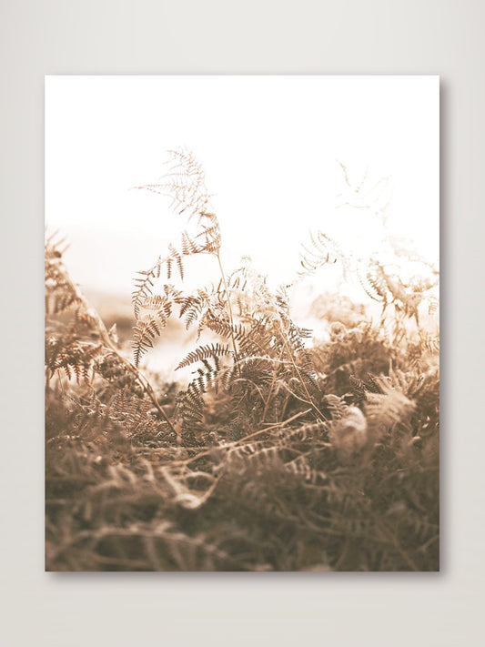 Faded Brown Ferns