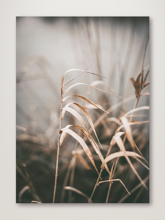 Reed 2