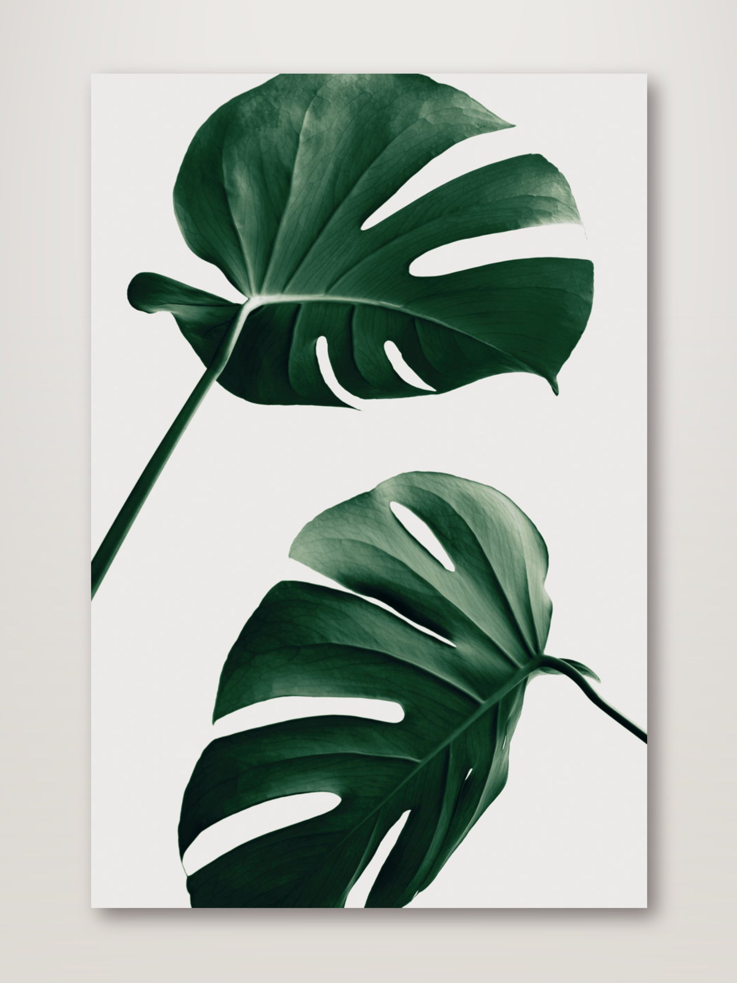 Monstera Natural 46