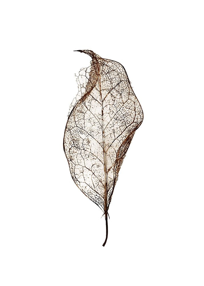 Leaf